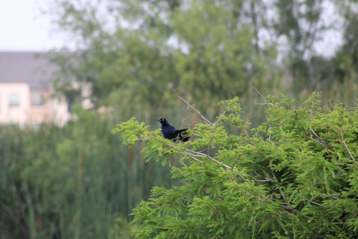 Great-tailed Grackle - ML619510807