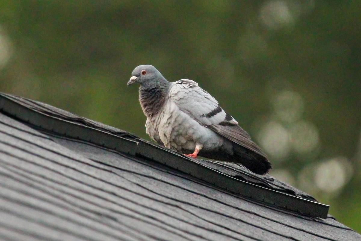 Rock Pigeon (Feral Pigeon) - ML619510818