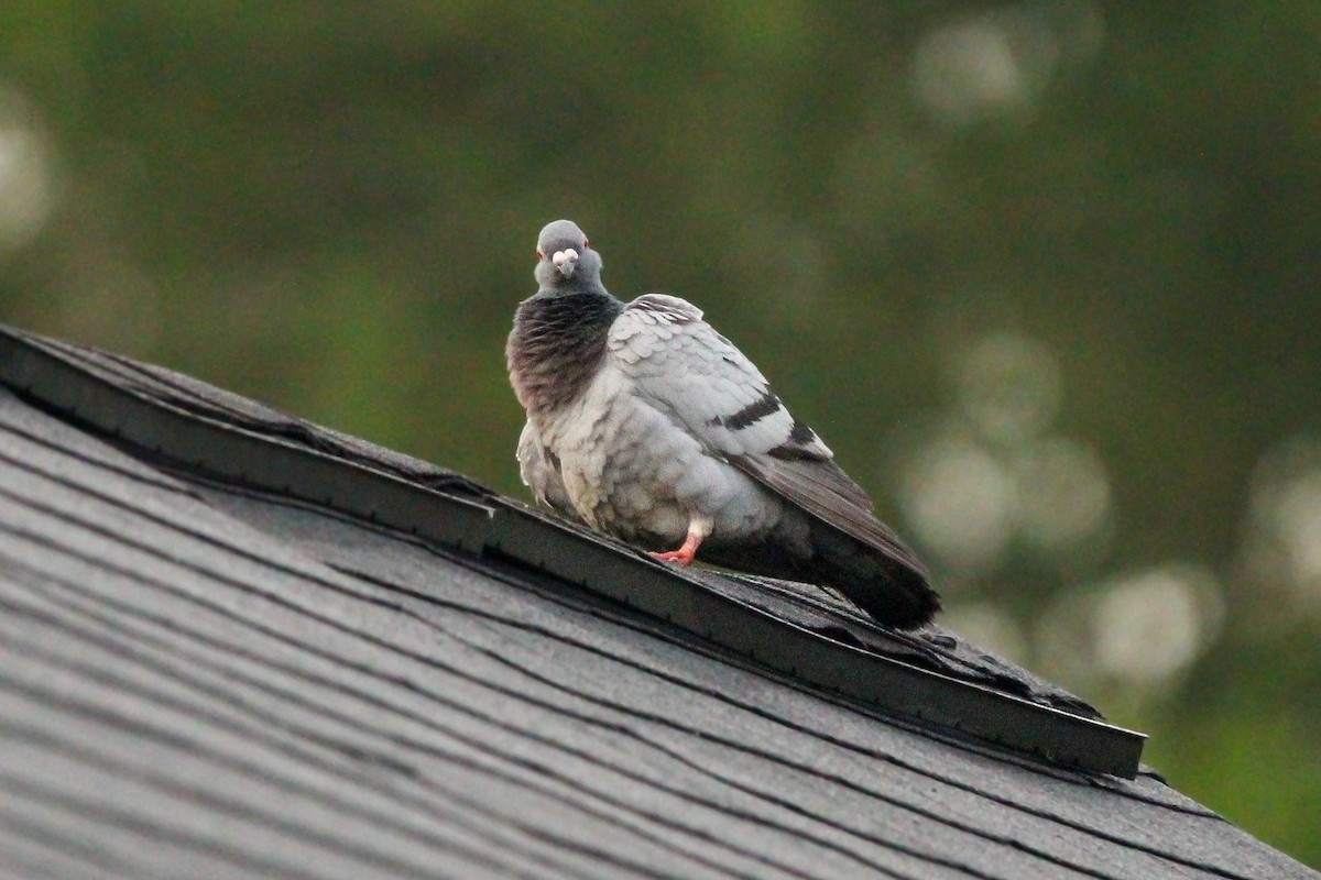 Rock Pigeon (Feral Pigeon) - ML619510819