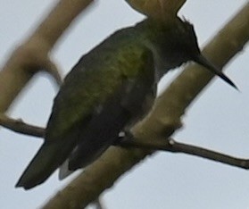 kolibřík skvrnitoprsý - ML619510824