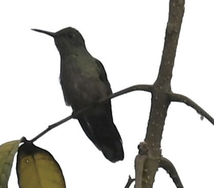 Scaly-breasted Hummingbird - ML619510830