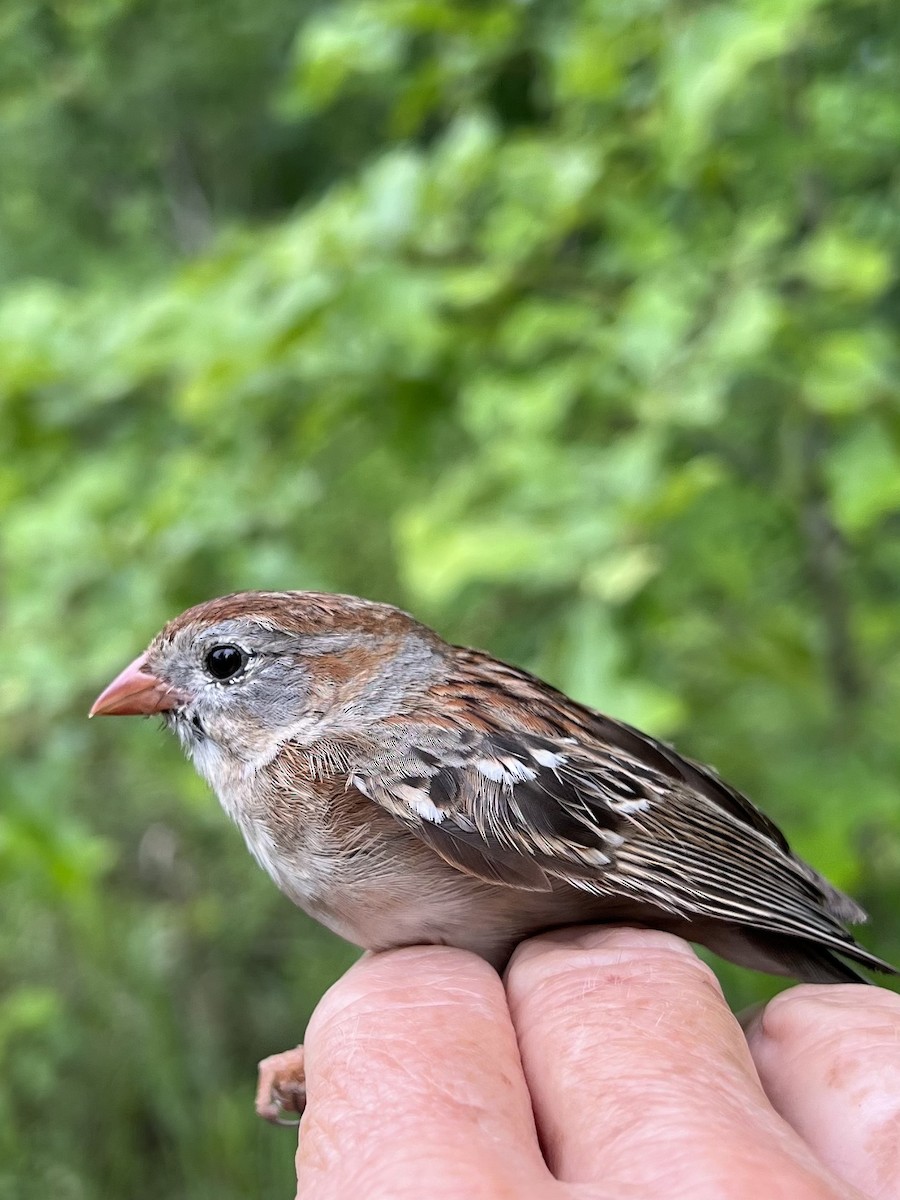 Field Sparrow - ML619510841