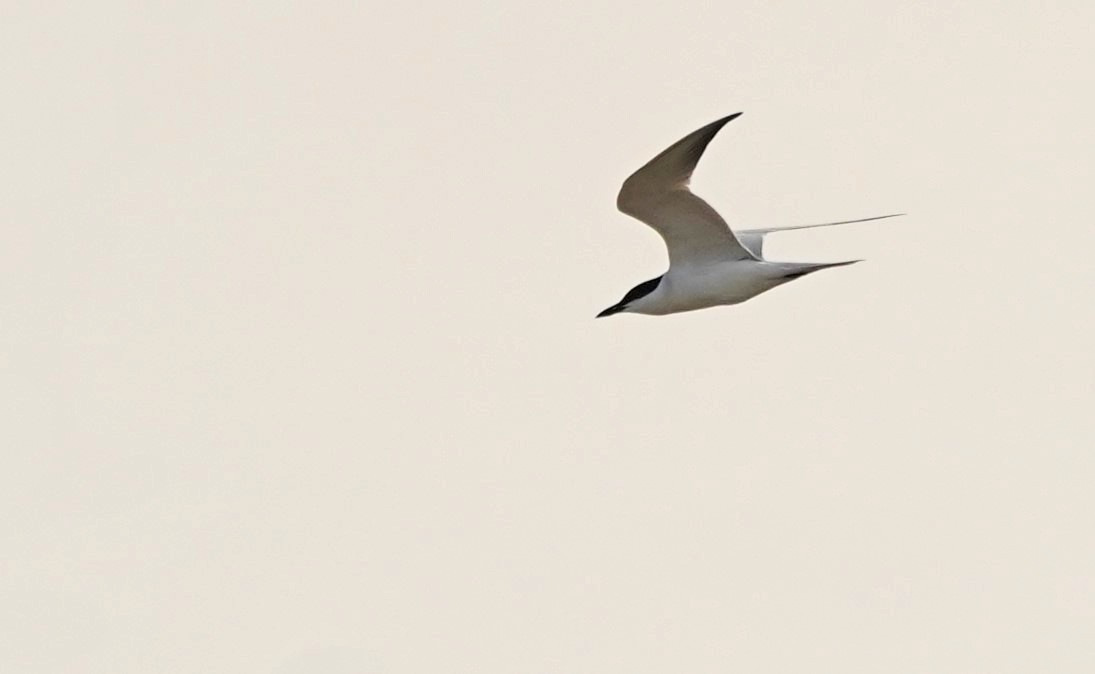 Gull-billed Tern - ML619510844