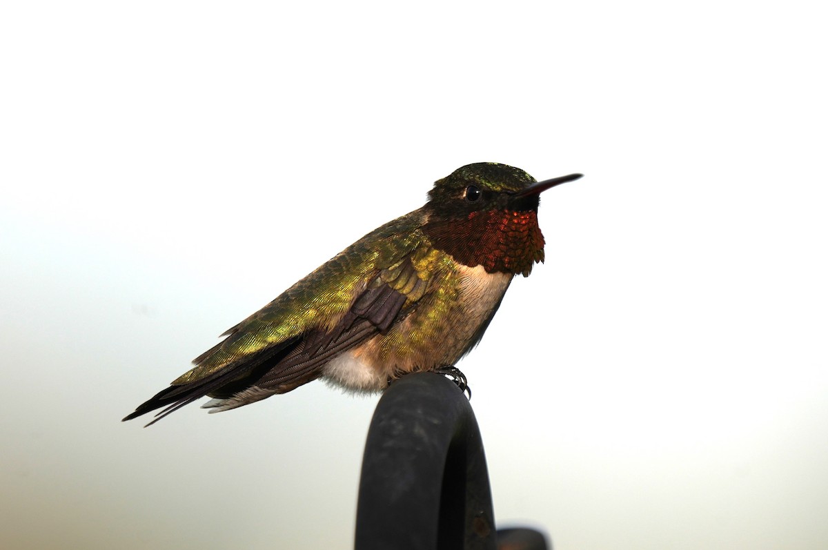Ruby-throated Hummingbird - ML619510849