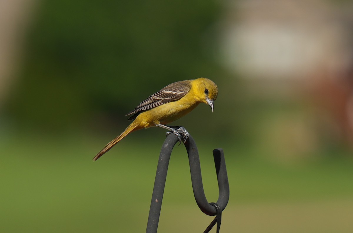 Orchard Oriole - ML619510893