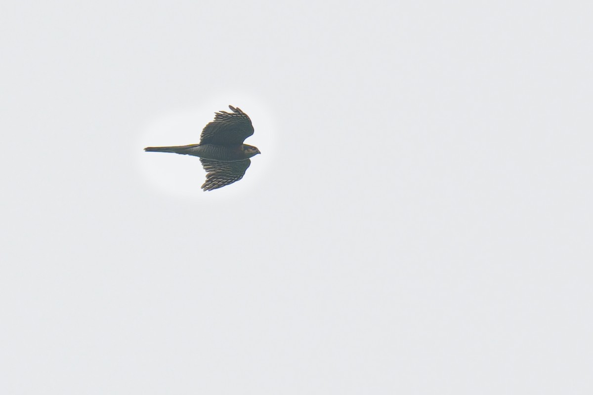 Eurasian Sparrowhawk - ML619510898