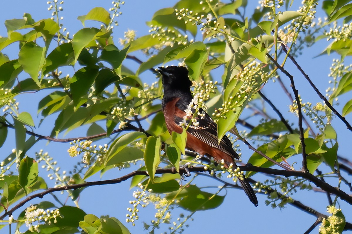 Orchard Oriole - ML619510900