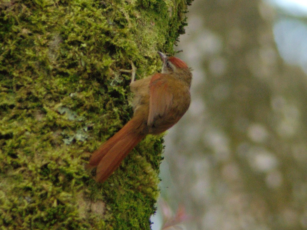 Ash-browed Spinetail - ML619510904