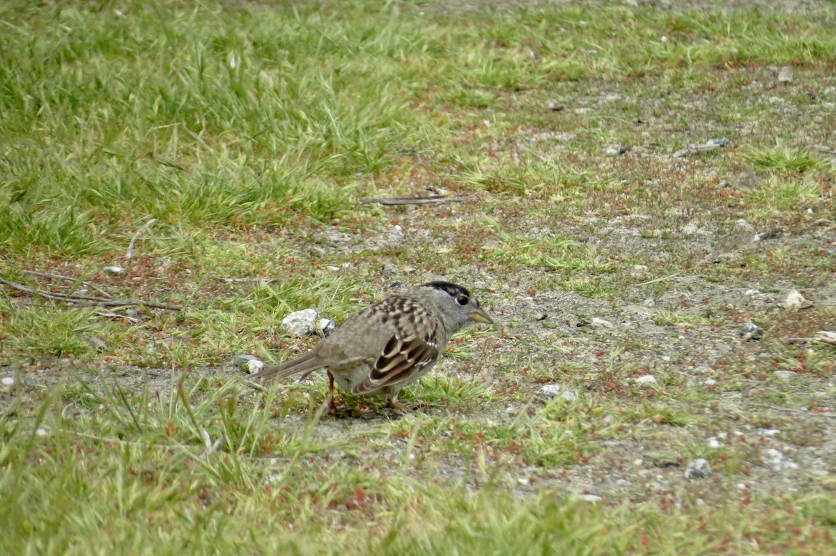 Golden-crowned Sparrow - ML619510927