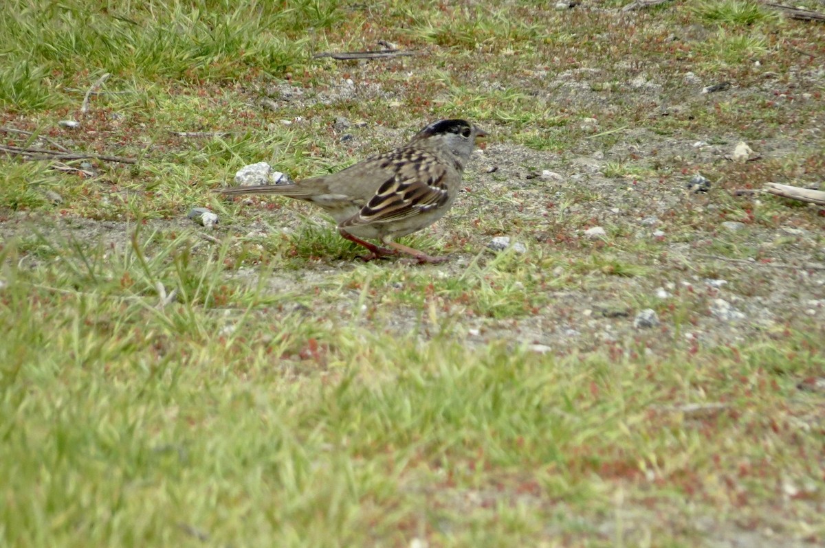 Golden-crowned Sparrow - ML619510931
