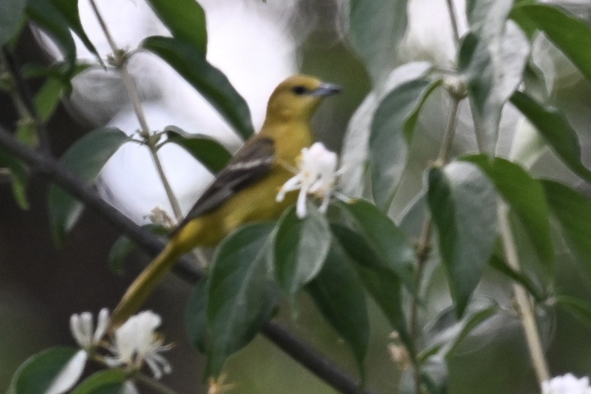 Orchard Oriole - ML619510943