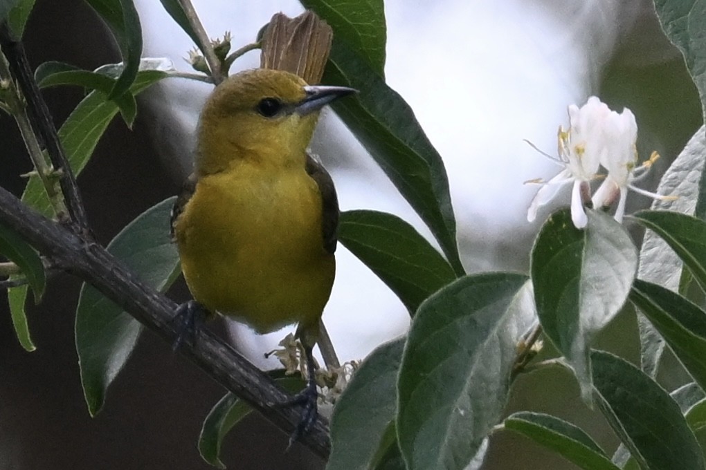 Orchard Oriole - ML619510947