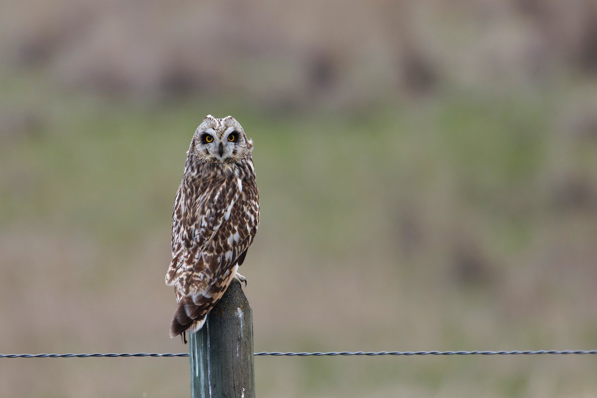 Short-eared Owl - ML619510961