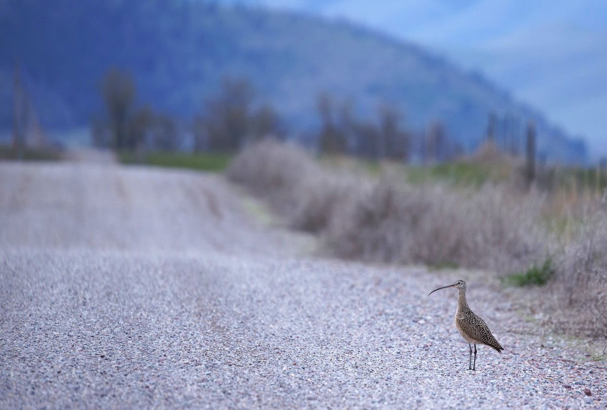 Long-billed Curlew - ML619510964