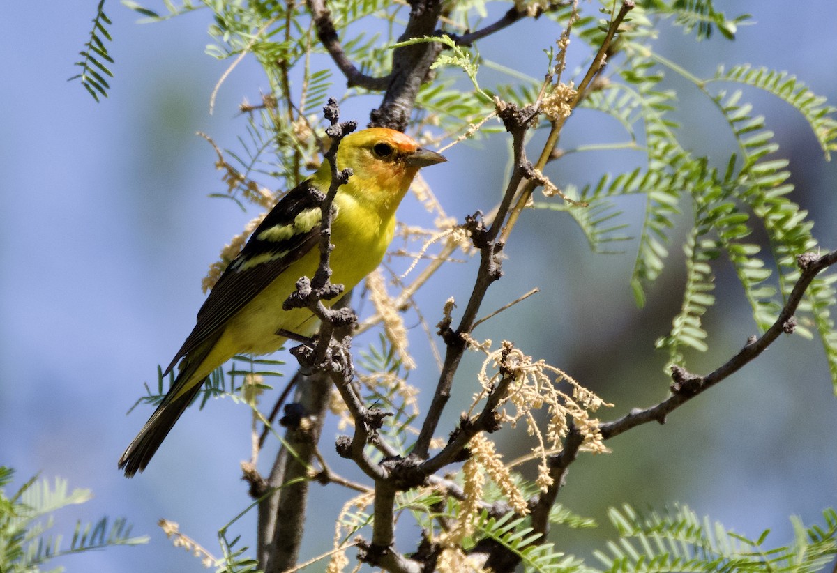 Western Tanager - ML619510966