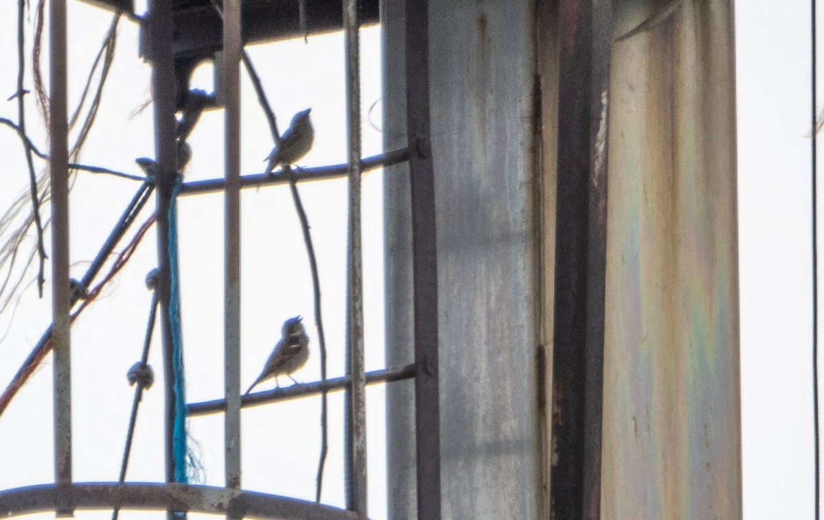 House Sparrow - ML619510992