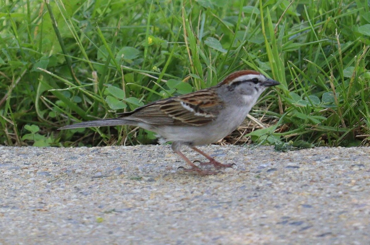 Chipping Sparrow - ML619511016