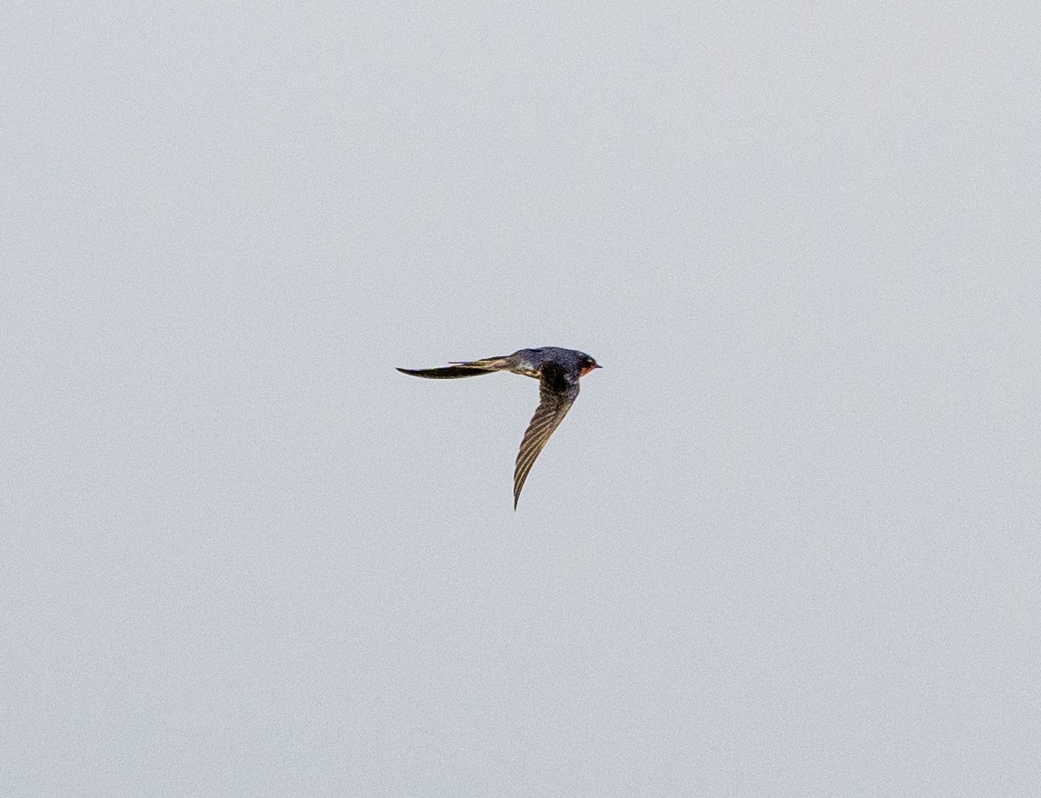 Barn Swallow - ML619511038
