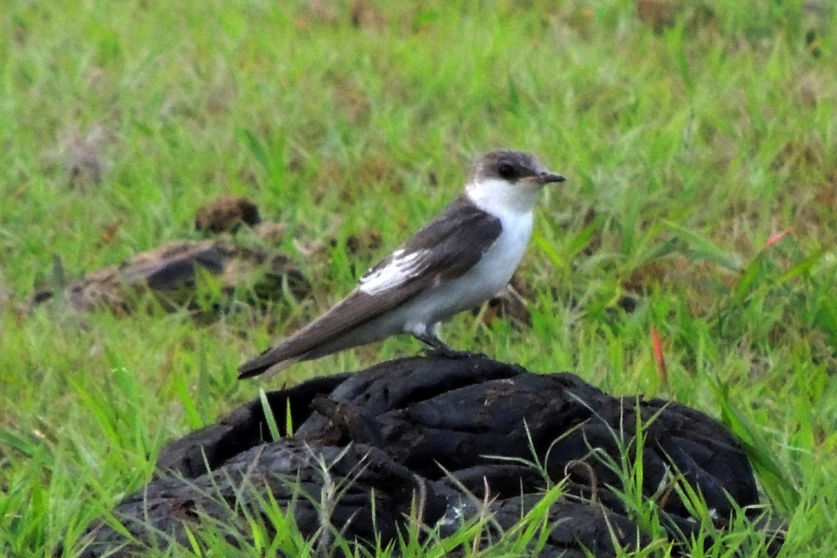 White-winged Swallow - ML619511071