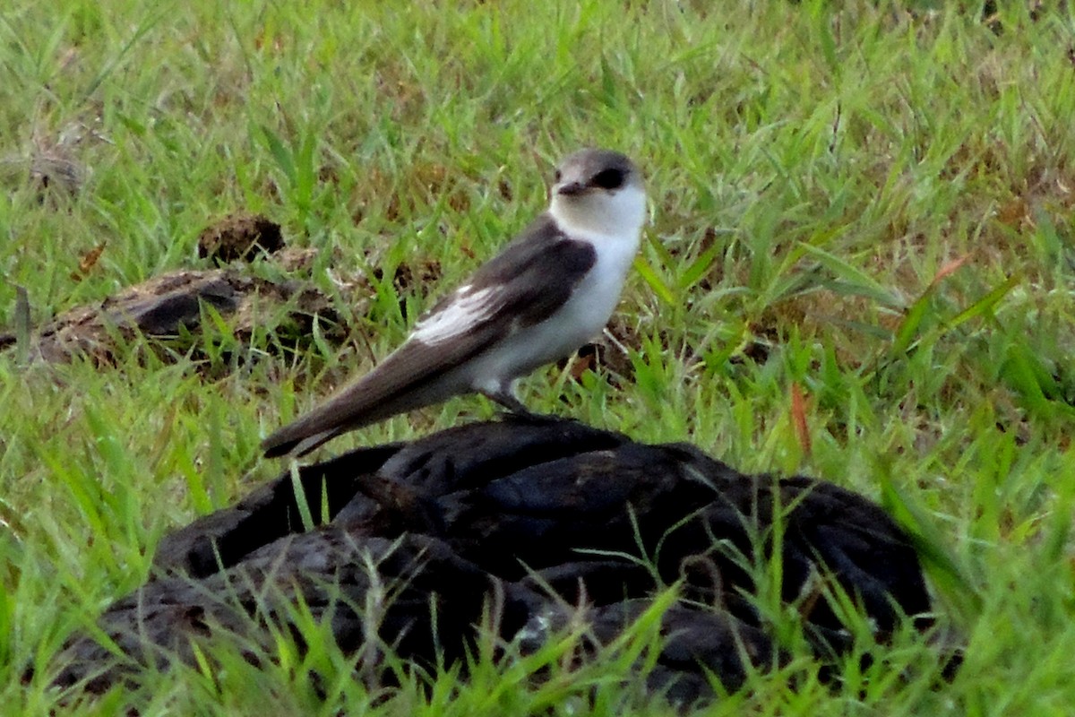 White-winged Swallow - ML619511072