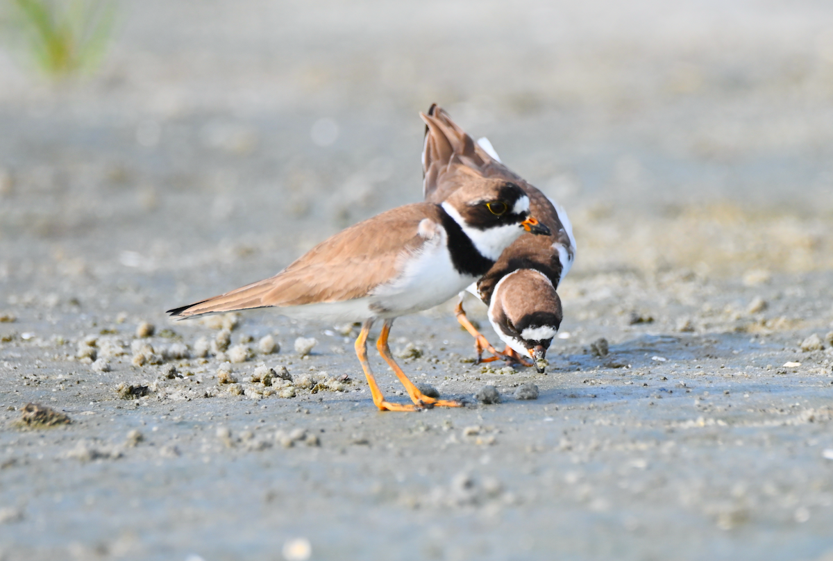 Semipalmated Plover - ML619511086