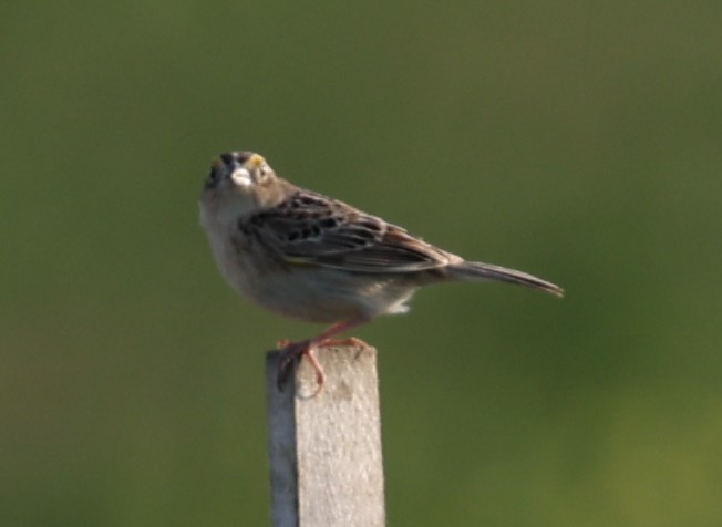 Grasshopper Sparrow - ML619511090