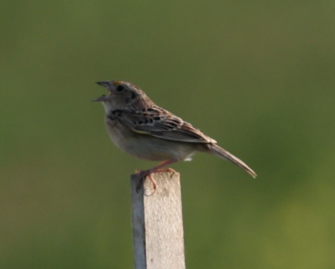 Grasshopper Sparrow - ML619511091