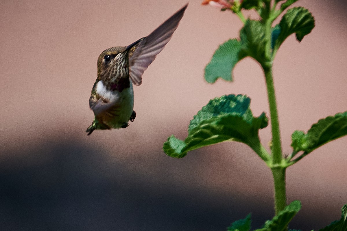 Bumblebee Hummingbird - ML619511092