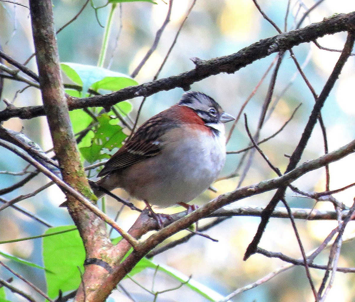 Rufous-collared Sparrow - ML619511106