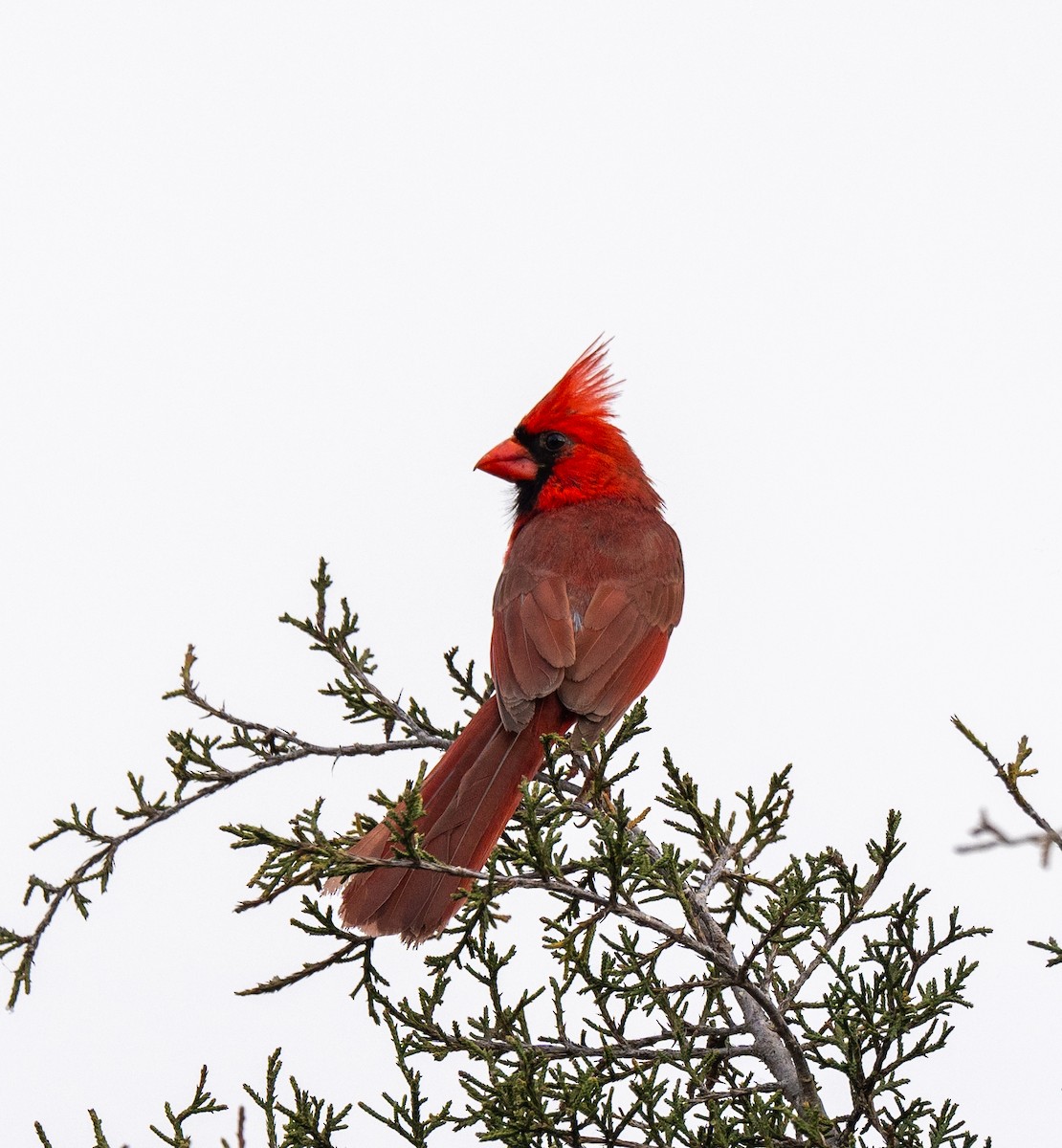 Cardinal rouge - ML619511111