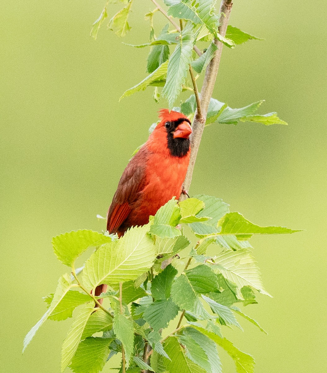 Cardinal rouge - ML619511115
