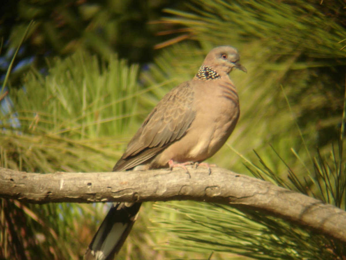 Spotted Dove - ML619511116