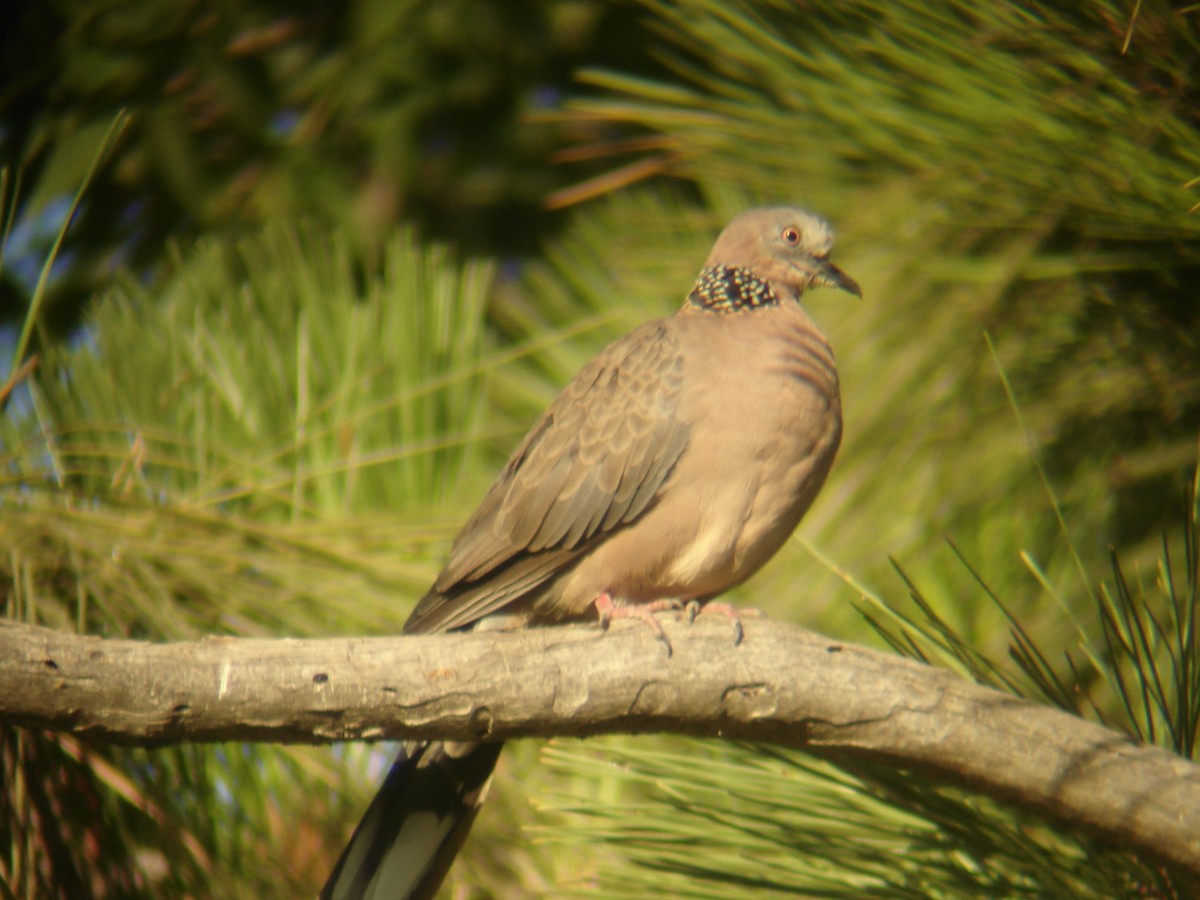Spotted Dove - ML619511117