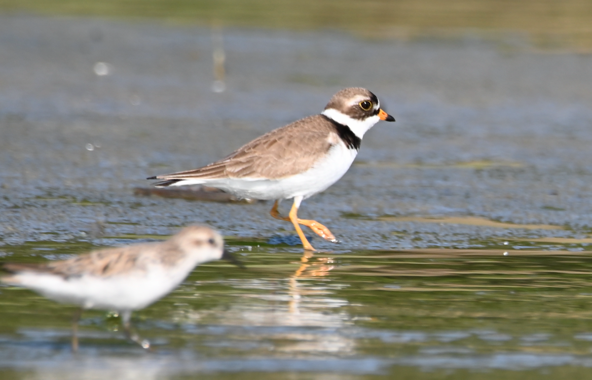 Semipalmated Plover - ML619511128