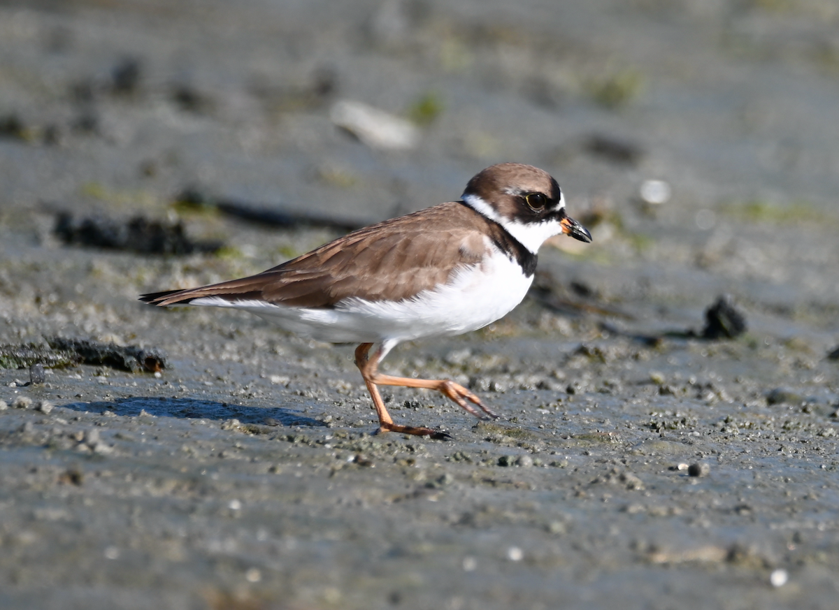 Semipalmated Plover - ML619511129