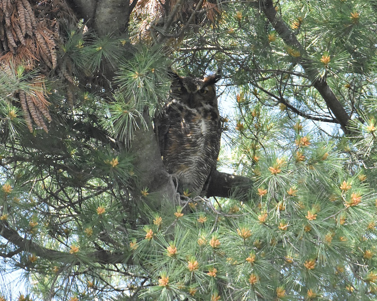Great Horned Owl - ML619511130
