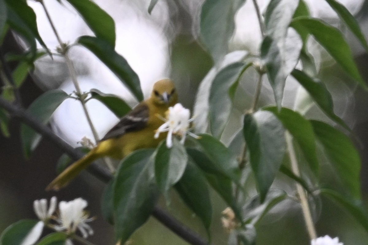Orchard Oriole - ML619511132