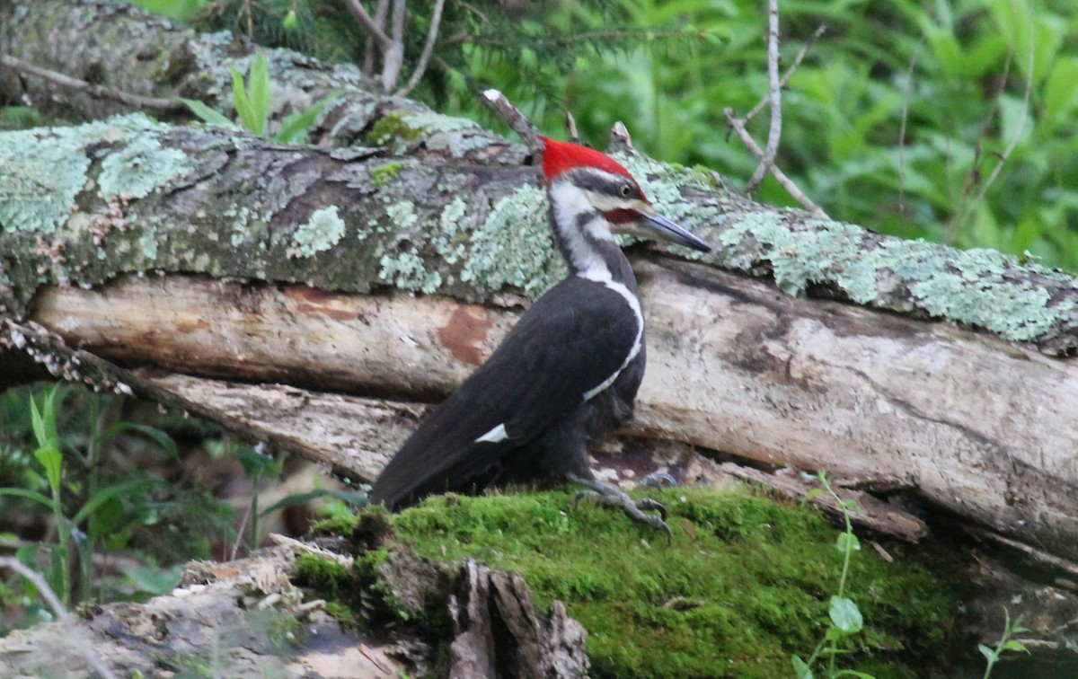 Pileated Woodpecker - ML619511138