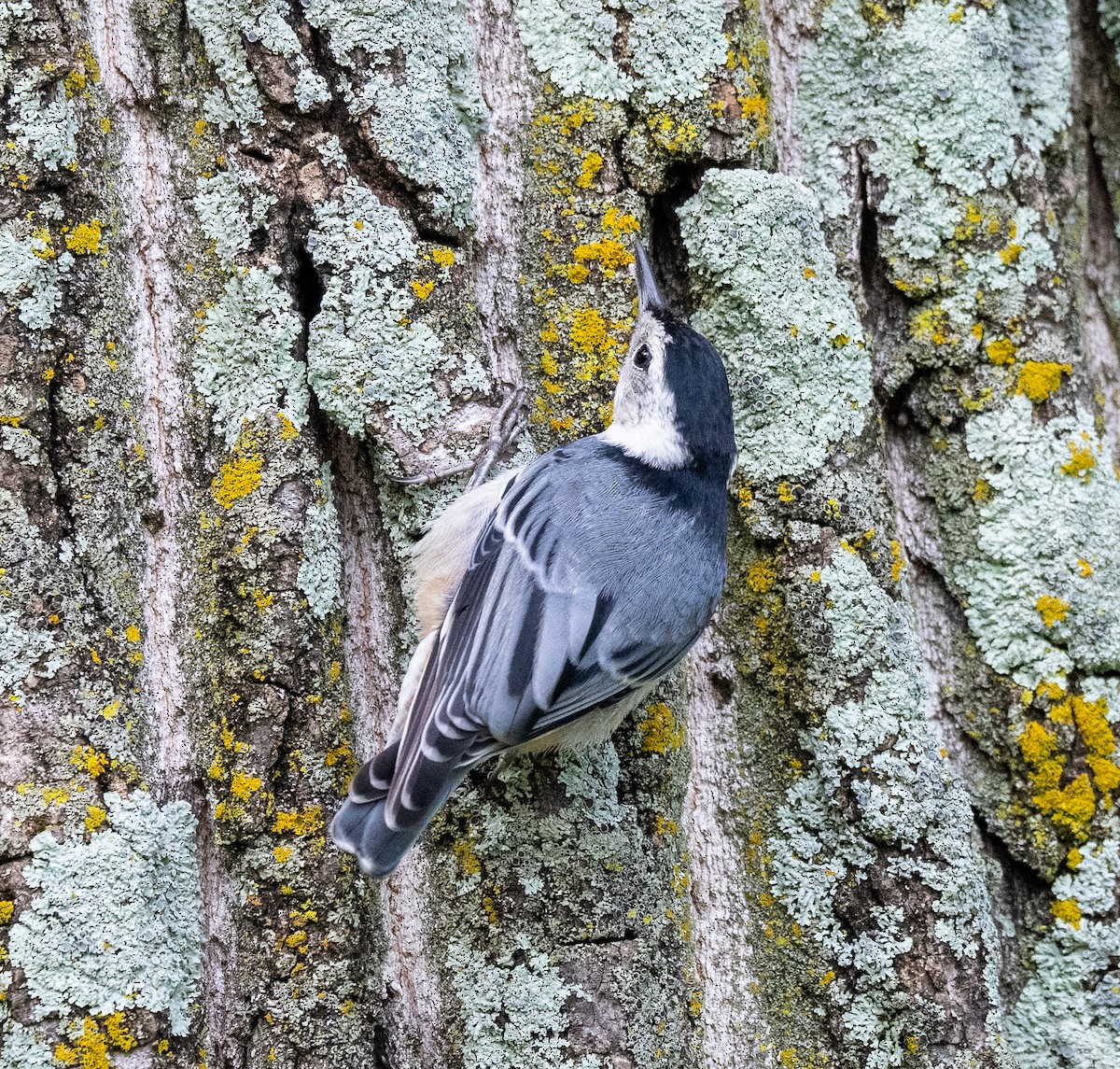 White-breasted Nuthatch - ML619511147