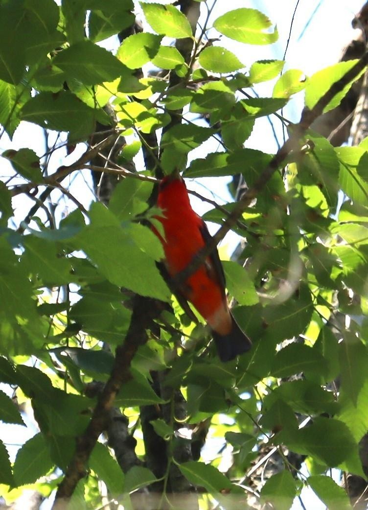 Scarlet Tanager - ML619511173