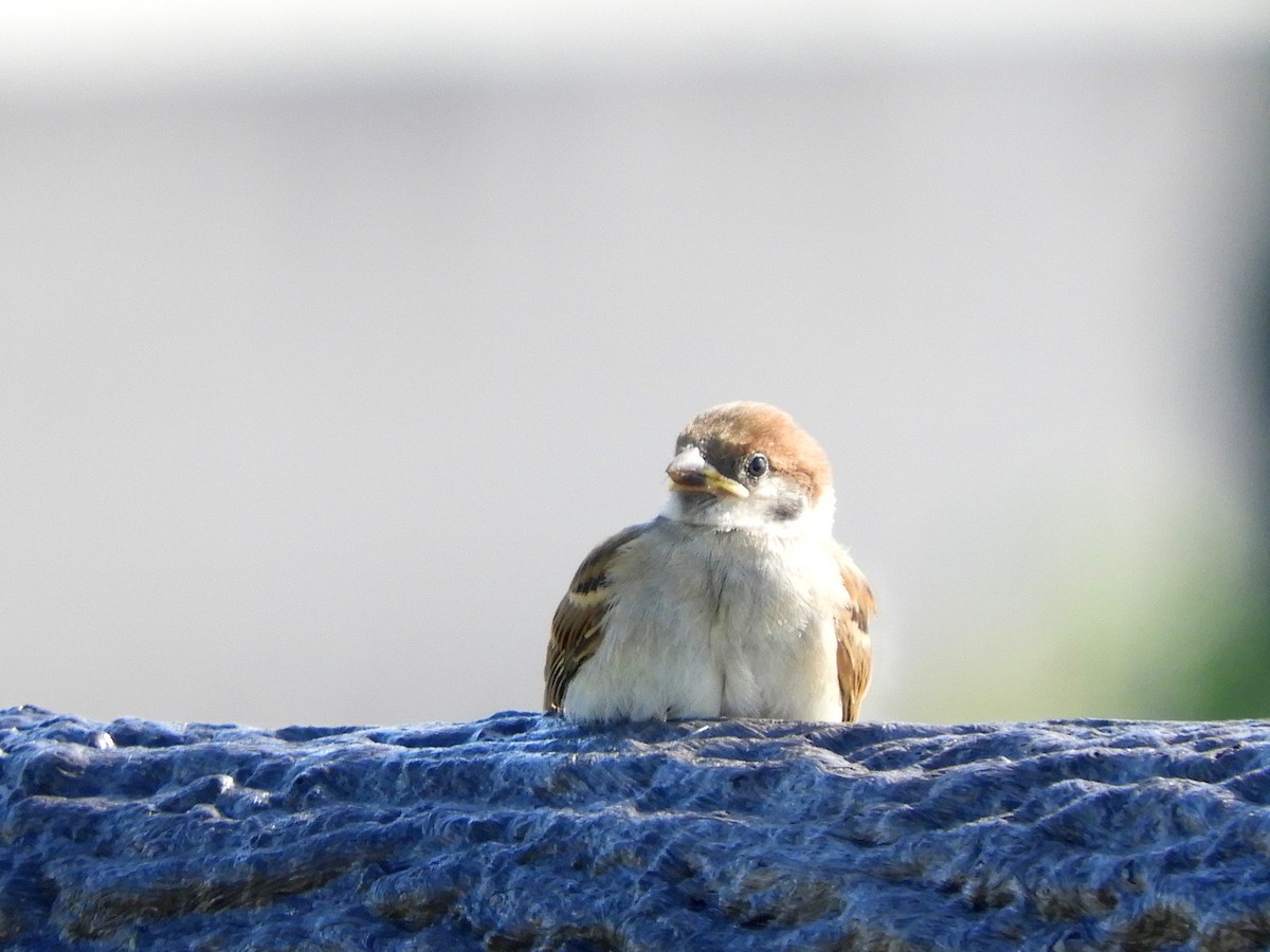 Eurasian Tree Sparrow - ML619511175