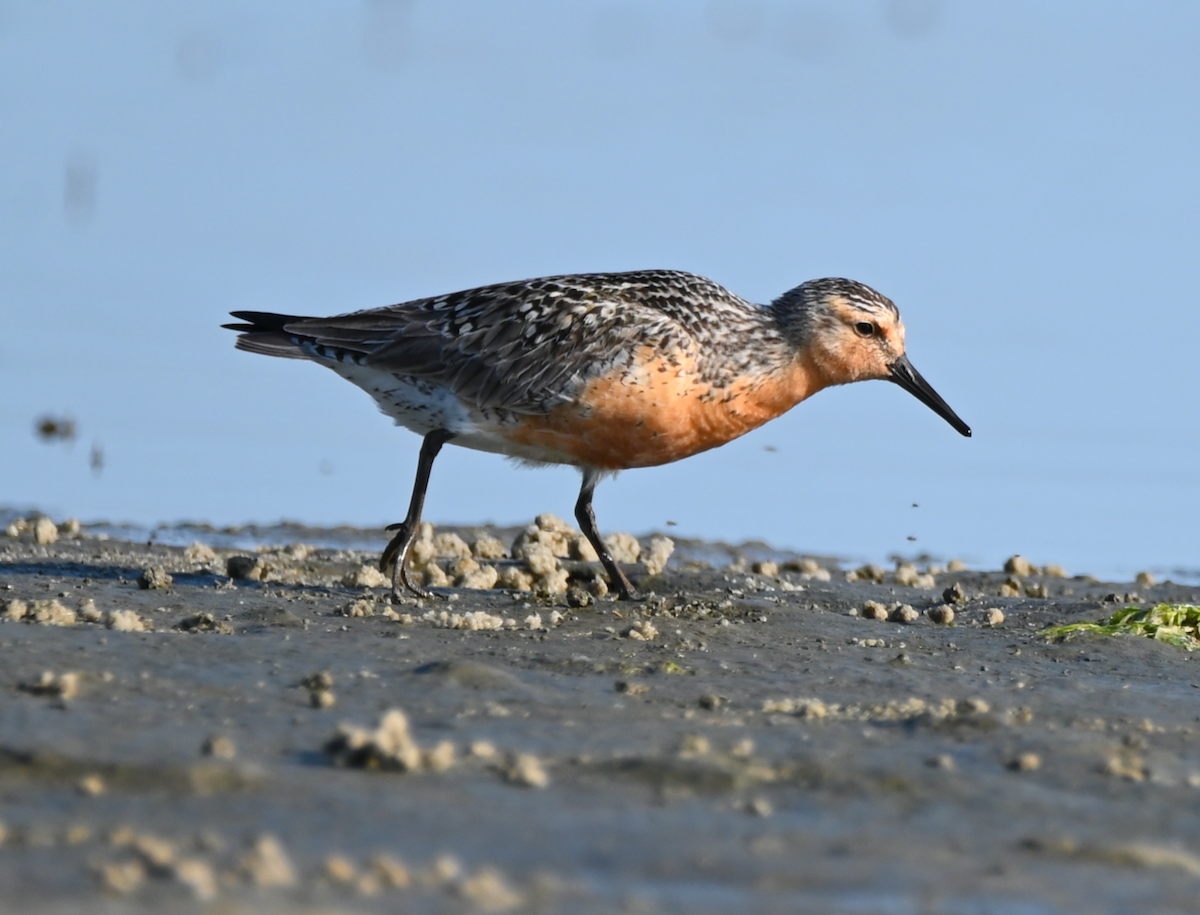 Red Knot - ML619511177