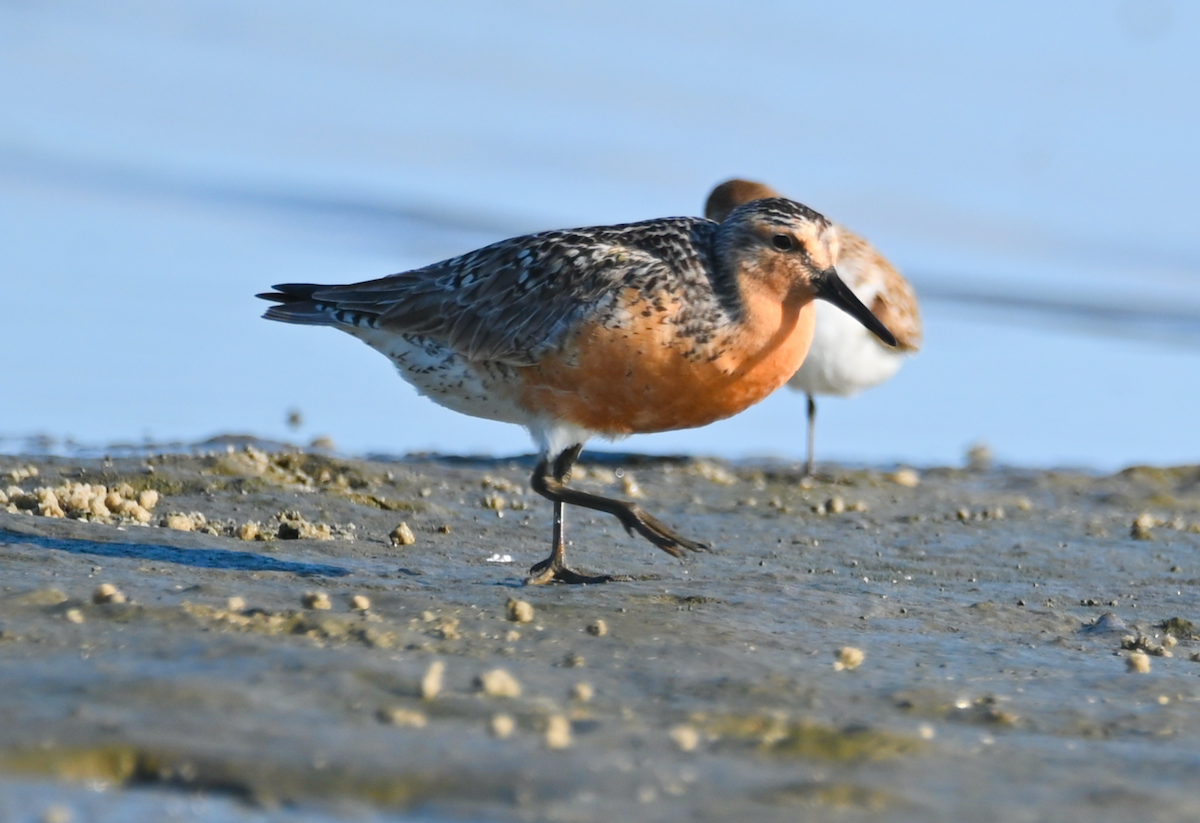 Red Knot - ML619511178