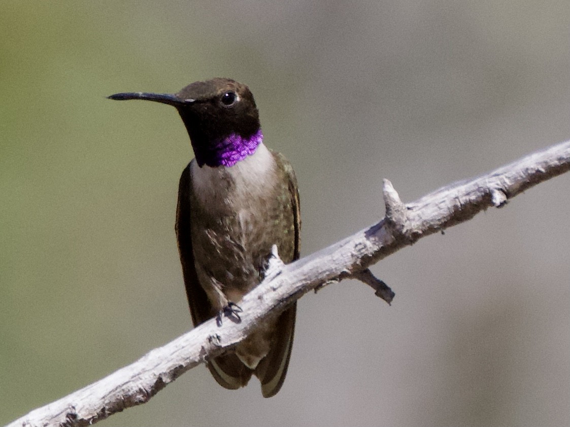Black-chinned Hummingbird - ML619511185