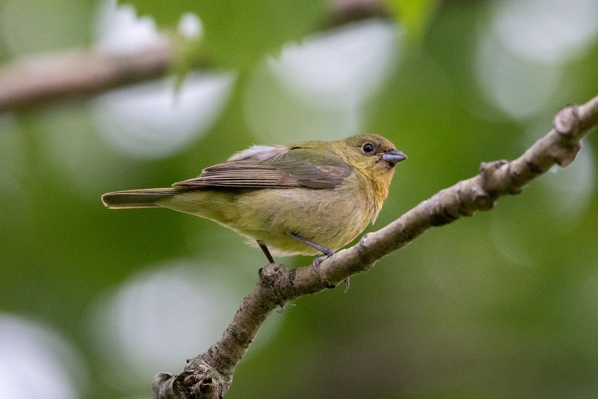 Painted Bunting - ML619511239