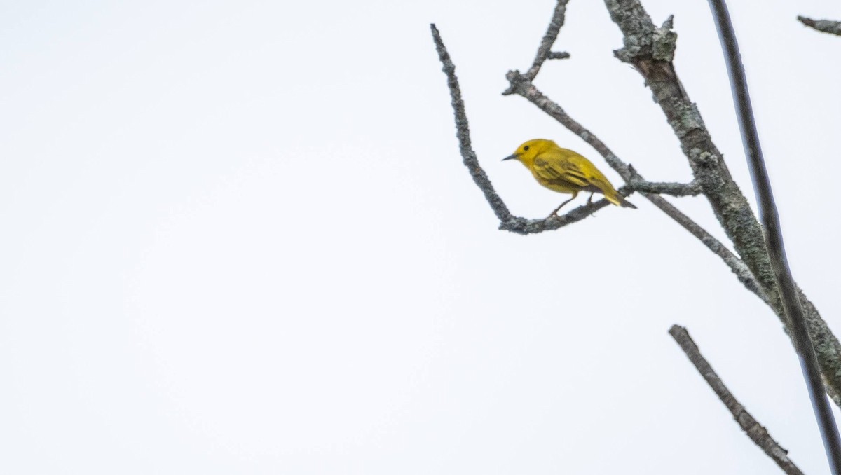 Yellow Warbler - ML619511248