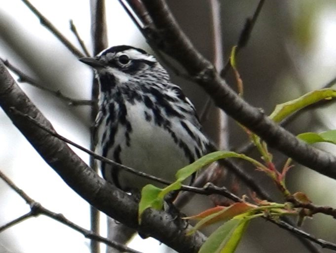 Black-and-white Warbler - ML619511265