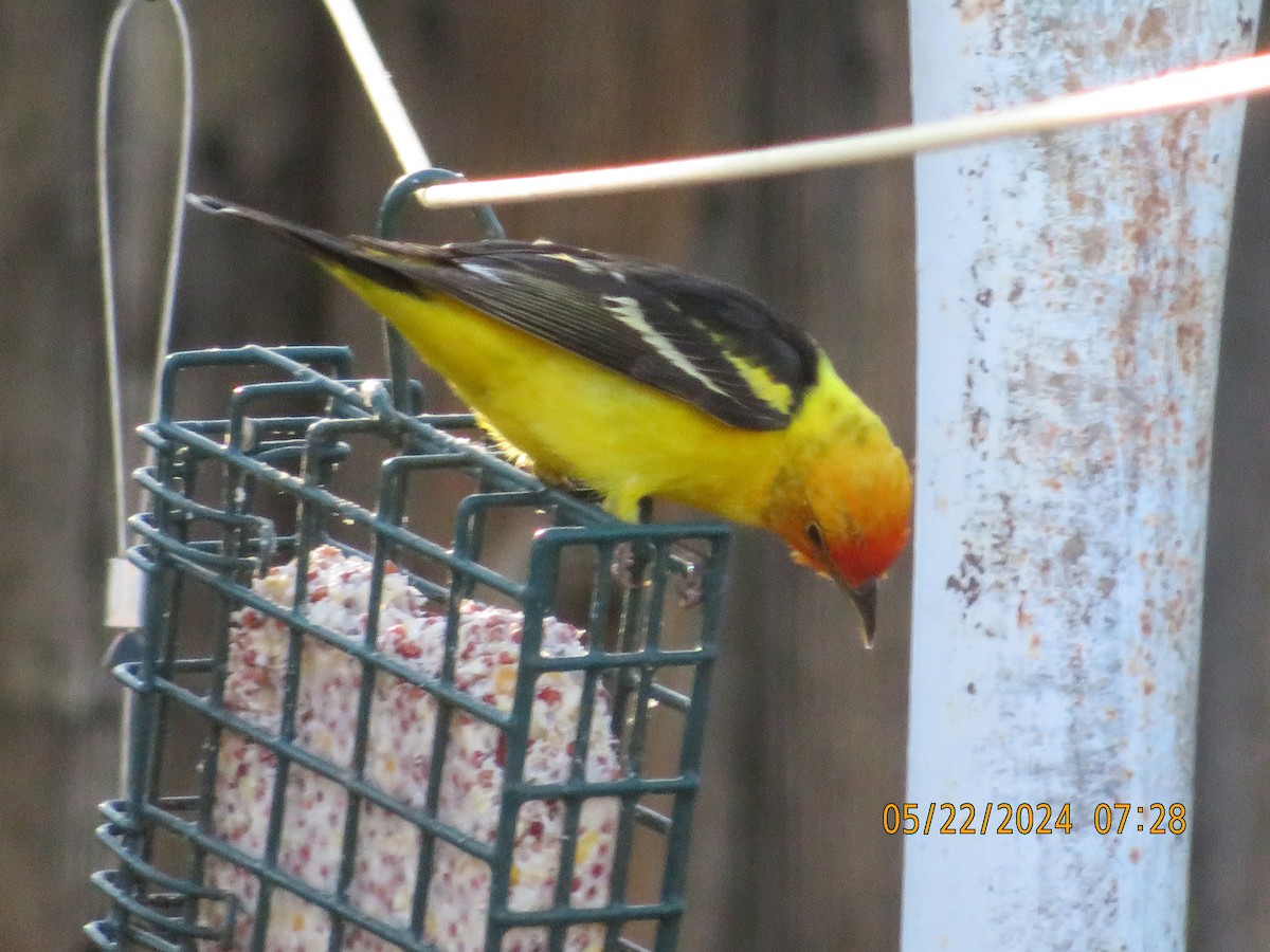 Western Tanager - ML619511282