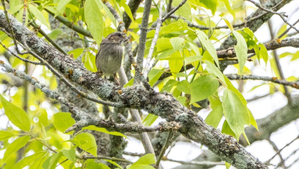 Swamp Sparrow - ML619511289