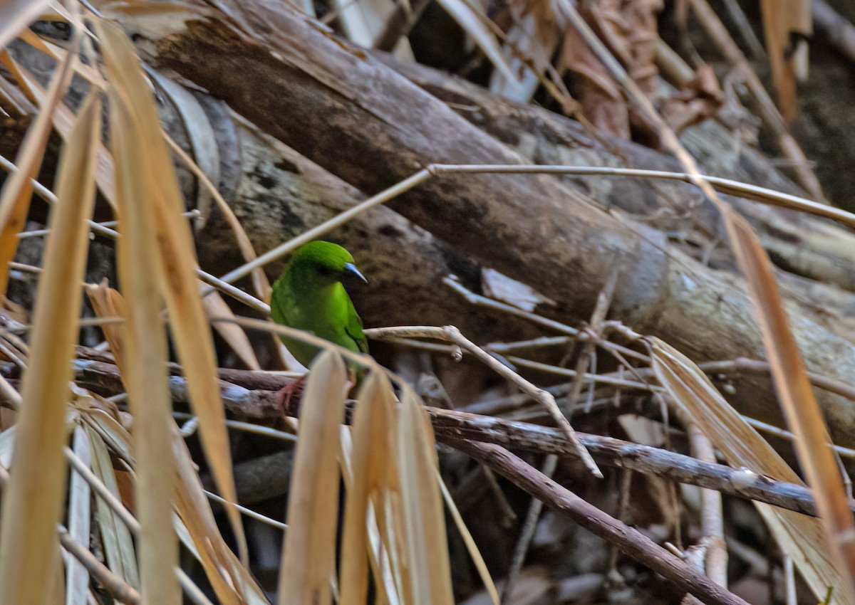 Green-faced Parrotfinch - ML619511291